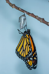 Monarch Butterfly adult emerging from chrysalsis