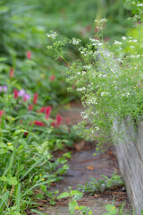 The white flowers of a bolting cilantro plant in the herb garden.