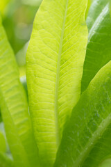 Closeup of lettuce leaves growing in a spring garden.