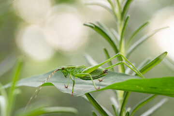 A green grasshopper on a leaf in the early morning light.
