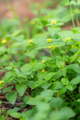 Straggler daisy, Calyptocarpus vialis, growing in a backyard in Texas.