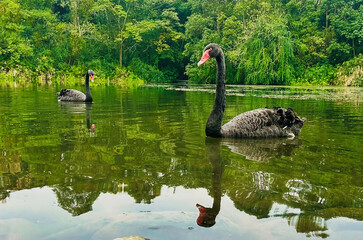 two black swan are in the lake 
