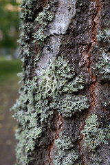 Close-up of light green lichens growing on the rough bark of a tree. The intricate textures and organic patterns of the lichen contrast with the dark brown and gray tones of the tree bark, captured in