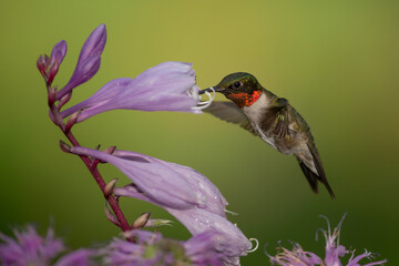 Ruby-throated Hummingbird male at flower taken in central MN in the wild