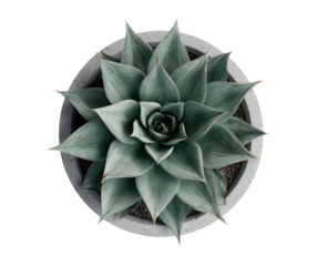 A rosette succulent in a light gray pot