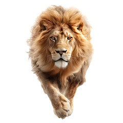 Fototapeta premium Lion's head, in a running pose