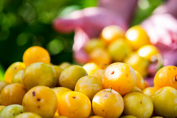 Prunus salicina, fruits of the Japanese plum during harvest