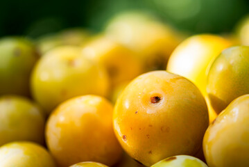 Prunus salicina, fruits of the Japanese plum during harvest, close-up with blurred background