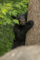 Black Bear cub taken in northern MN in the wild