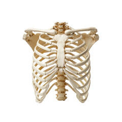 Obraz premium Thoracic cage skeleton