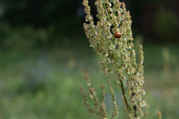 Ladybug climbing a plant stem in a summer meadow. Macro photo with blurred green background. Calm and natural moment in wildlife.

