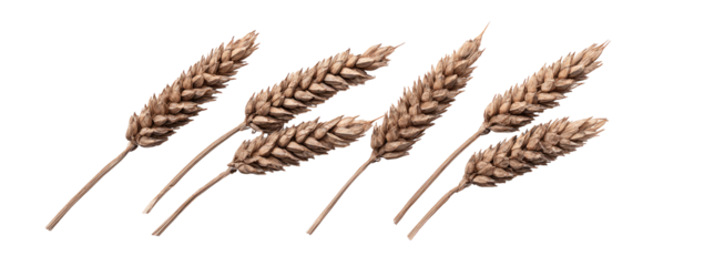 Four stylized wheat stalks