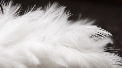 Obraz premium Intricate white feather textures captured in soft focus, reflecting grace and fragility