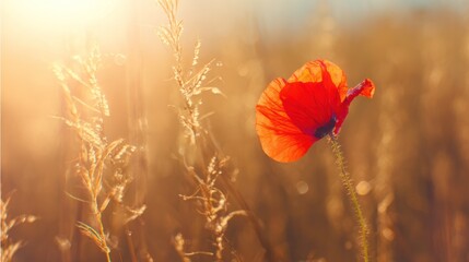Vibrant poppy petals shining in a sunset field, celebrating remembrance and the beauty of nature