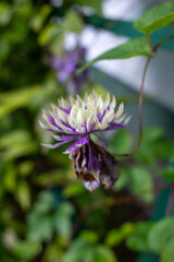  Close-up of a purple and cream clematis flower in bloom with a withered petal below. Shallow depth of field, natural garden background.