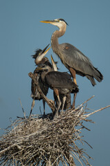 Great Blue Heron adult with chicks at nest taken in central MN