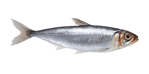 Fototapeta premium sardine fish cutout isolated on white, side view on transparent png background 