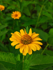 Bright yellow perennial sunflower in full bloom during a sunny day