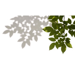 Realistic Blurred Leaf Shadow Overlay Effect on transparent background PNG

