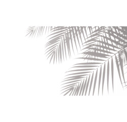 Decorative Coconut Leaf Shadows for Photo Overlay on transparent background PNG

