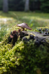 Close-up of a single brown mushroom growing on a mossy tree stump in the forest, lit by soft sunlight. Peaceful woodland scene with shallow depth of field.

Tagi (30):