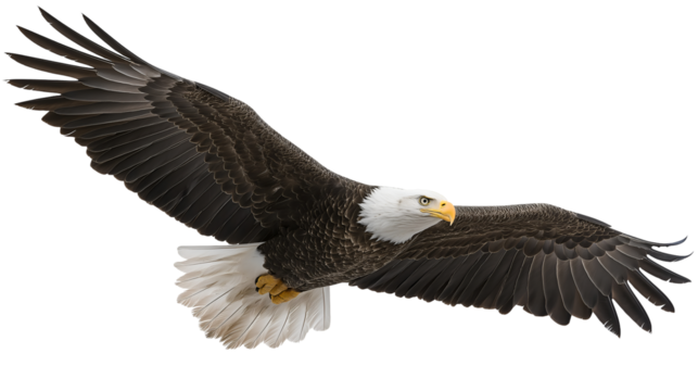 eagle, bird, animal, wildlife, beak, wings, flying, flight, feather, 