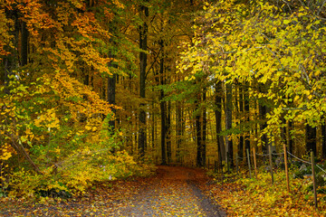 Beech forest during fall season in Sweden