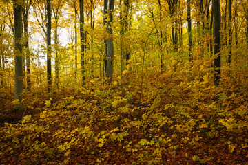 Beech forest during fall season in Sweden