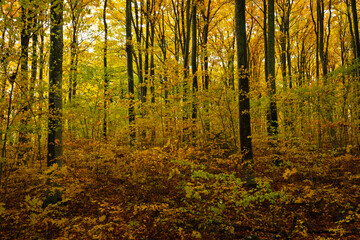 Beech forest during fall season in Sweden