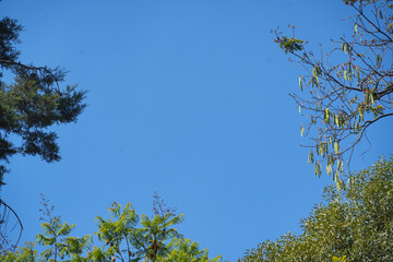 Leaves and branches against a blue sky background, creating an abstract nature texture for design and decoration.