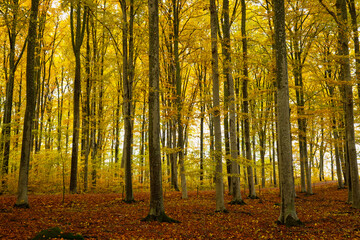 Beech forest during fall season in Sweden