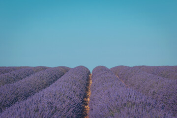 Lavender fields stretch beneath a brilliant blue sky in Provence during summer, creating a stunning...
