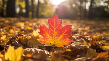 A vibrant red and yellow maple leaf rests on a bed of fallen autumn leaves in a sun dappled forest