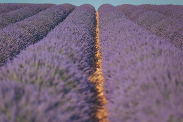 Vivid lavender fields stretch endlessly under a soft blue sky, inviting nature lovers to revel in tranquility and beauty during late afternoon sunlight