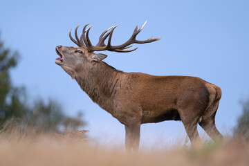 Red Deer (Cervus elaphus) bellowing for his hinds on a crisp Autumn day