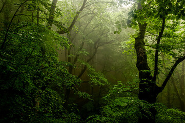 Beech forest landscape in the fog. Magical picture of a foggy forest in Carpathian Mountains of Romania.
