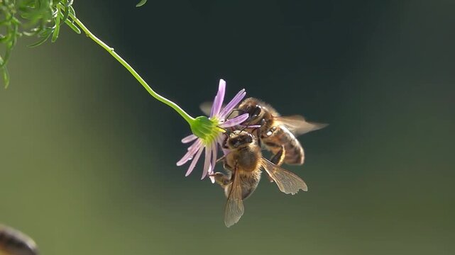 Bees on little purple Flower. Funny close-up view. Slow-motion. Daisy flower