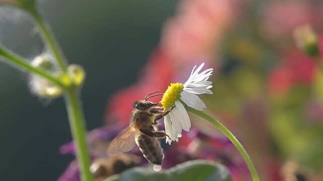 Bee landing on daisy flower. Pollination. Close-up view. Slow motion. 