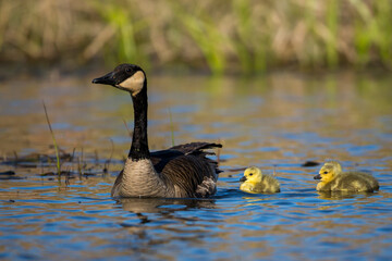 Obraz premium Canada Goose adult with gosling taken in southern MN