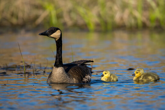 Canada Goose adult with gosling taken in southern MN
