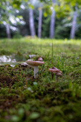 Low-angle photo of a small mushroom with gills growing on a mossy forest floor. Blurred background with trees and soft light creates a calm woodland atmosphere.