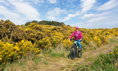nice senior woman riding her electric mountain bike between blooming gorse in the highlands in Fortrose, Scotland, UK