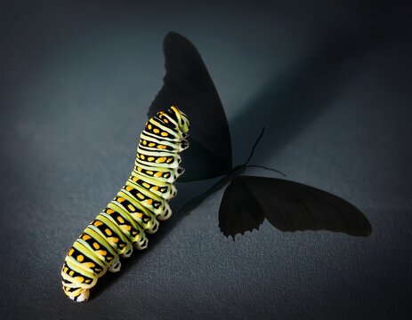 transformation a yellow caterpillar and the shadow of a black butterfly on a dark background