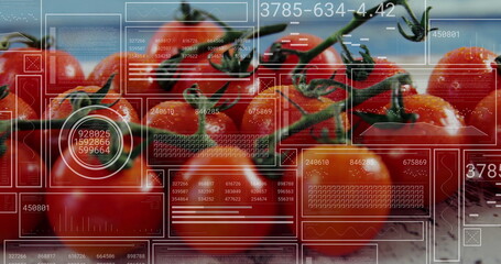 Showing vine-ripened tomatoes hanging on green vine at studio bench, with digital interface overlay