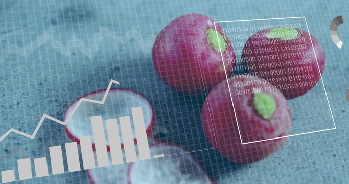 Displaying whole, sliced red radishes projecting overlays on grid mat with bar chart, code, gauge - Powered by Adobe