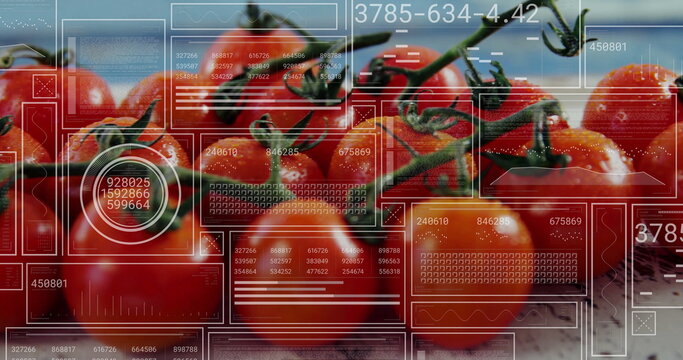 Showing vine-ripened tomatoes hanging on green vine at studio bench, with digital interface overlay