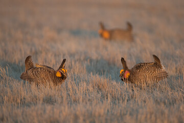 Greater Prairie Chicken male taken in Minnesota