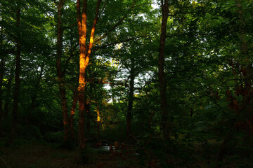 The first rays of the sun in the green forest.