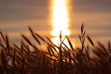 Ears of corn on the seashore at dawn.