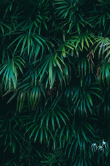 Close up group of background tropical green leaves texture and abstract background. Tropical leaf nature concept.